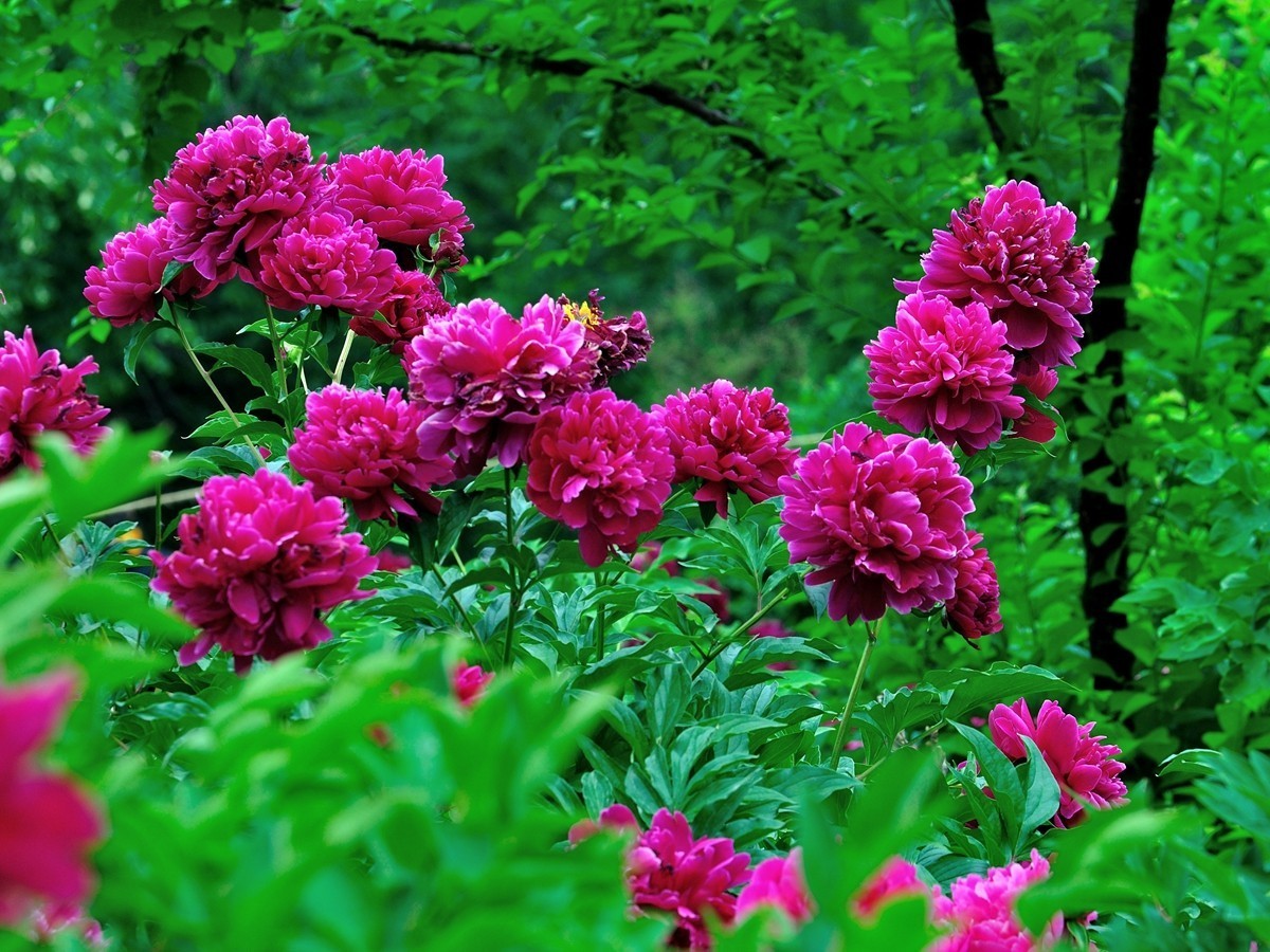 【视觉光影】 芍 药 （5）