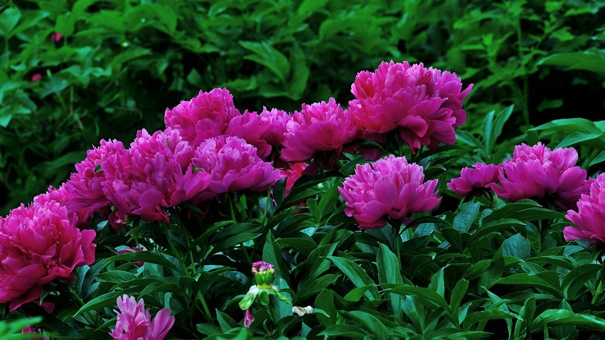 【视觉光影】 芍 药 （5）