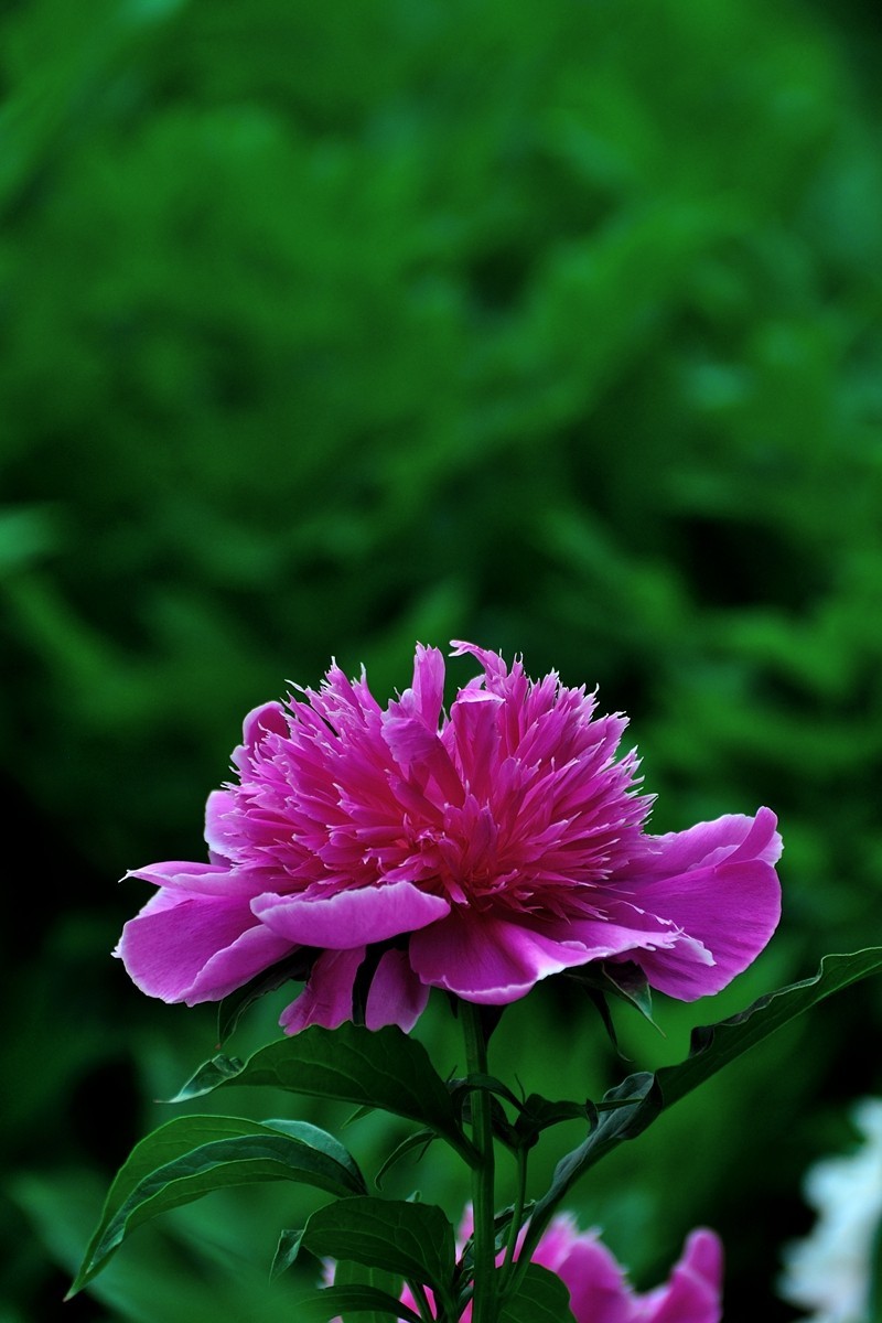 【视觉光影】 芍 药 （5）