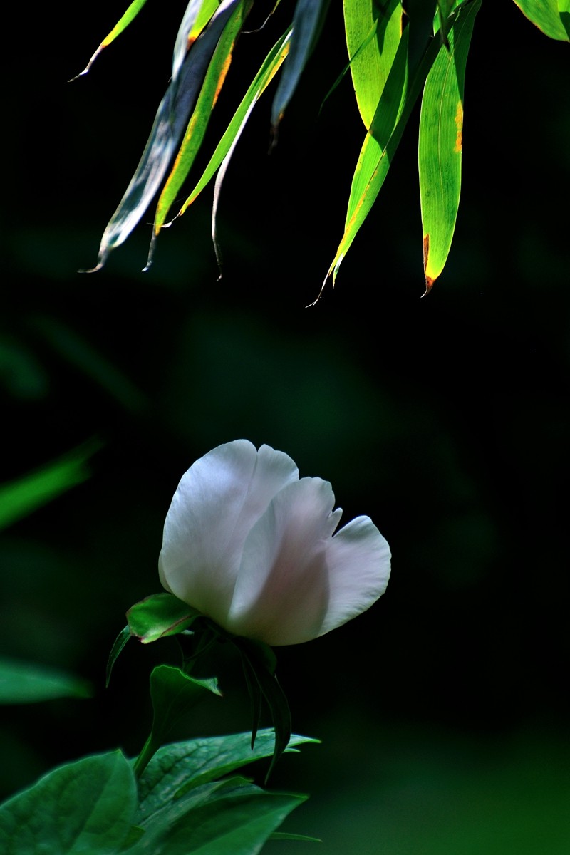 【视觉光影】 芍 药 （5）