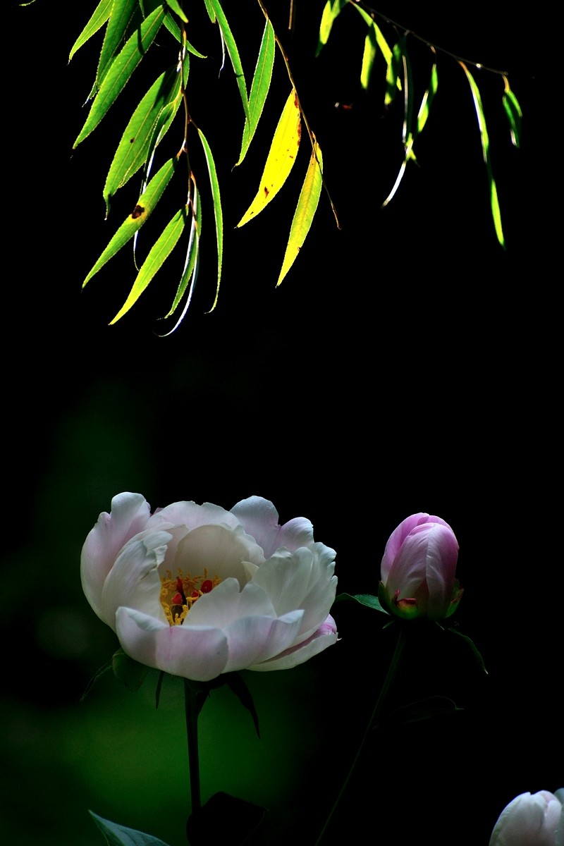 【视觉光影】 芍 药 （5）