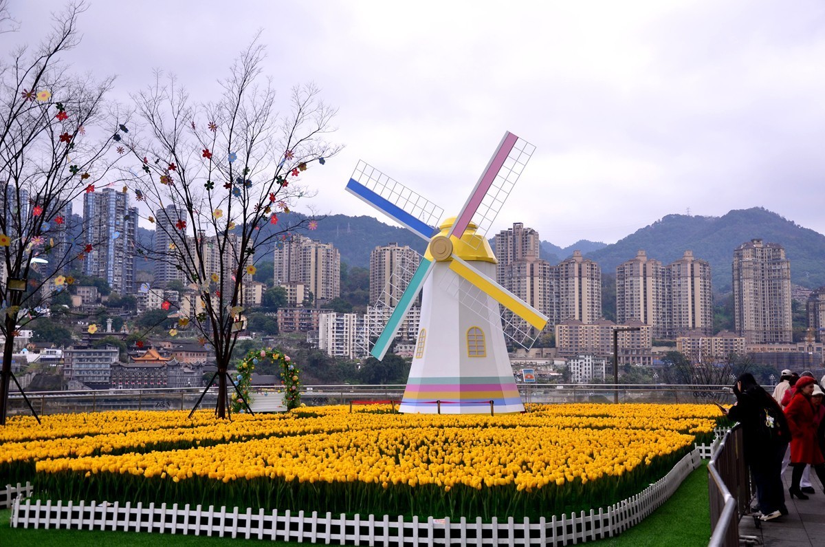 朝天门广场郁金香(一)