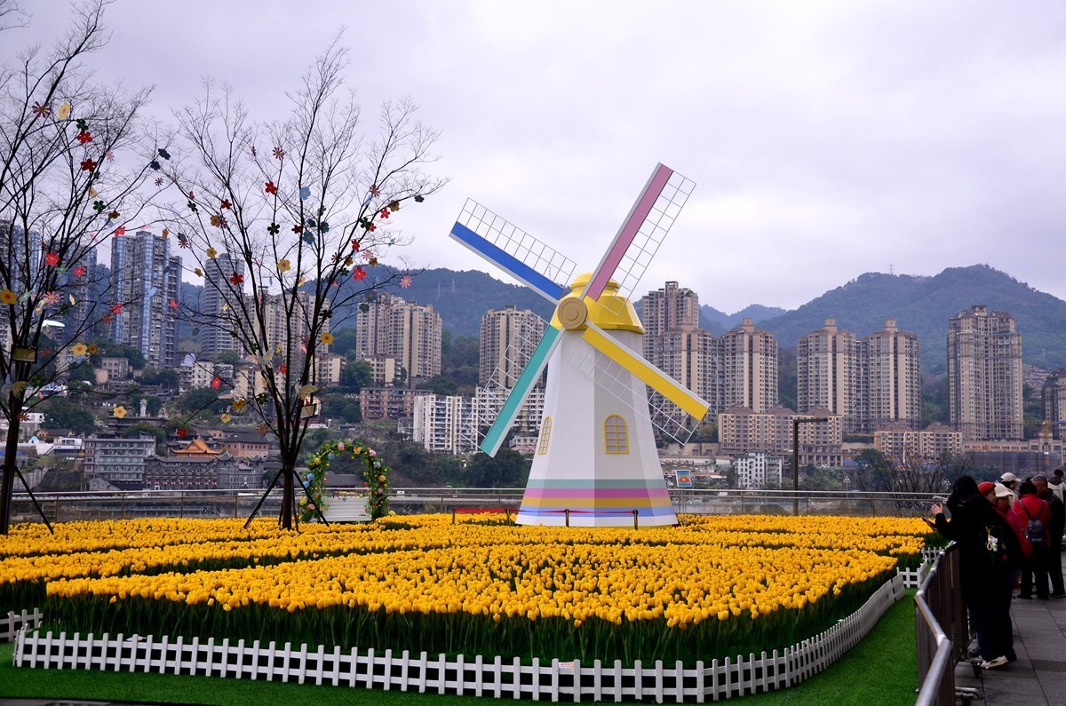 朝天门广场郁金香(一)