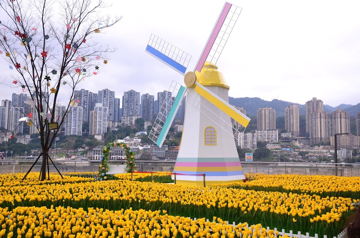 朝天门广场郁金香(一)