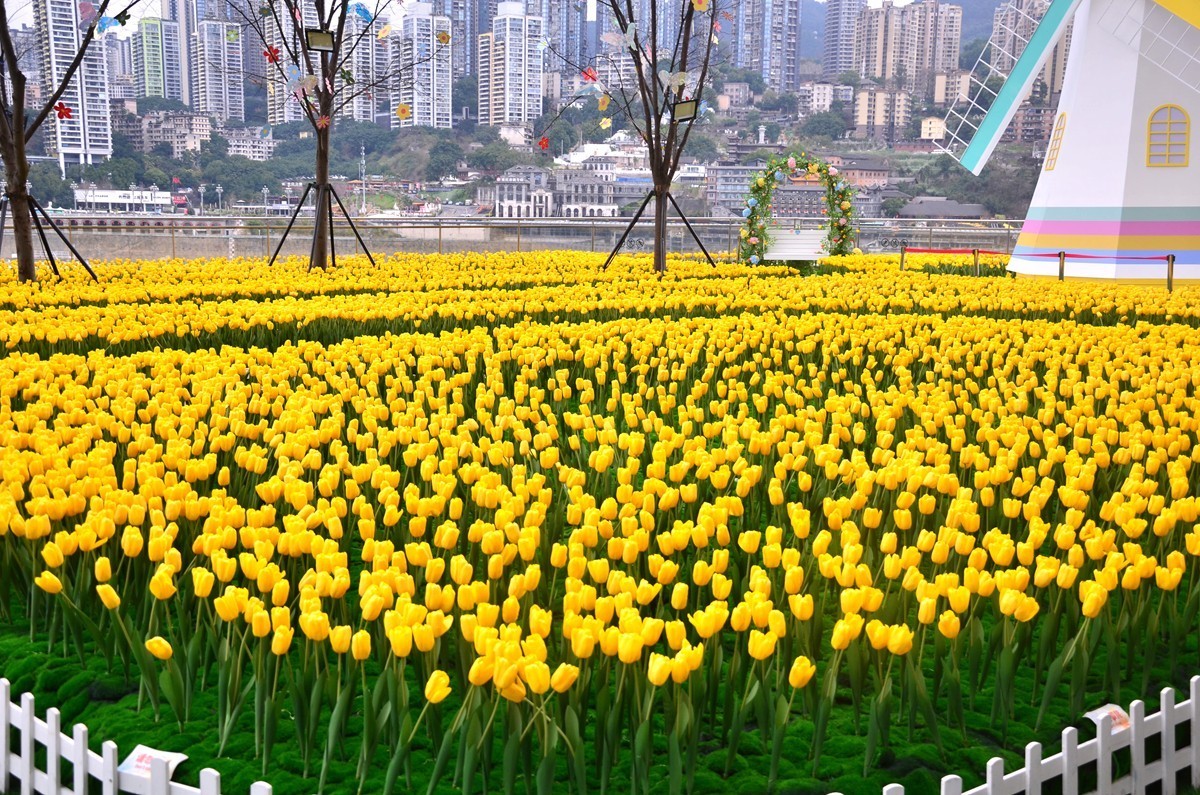 朝天门广场郁金香(一)