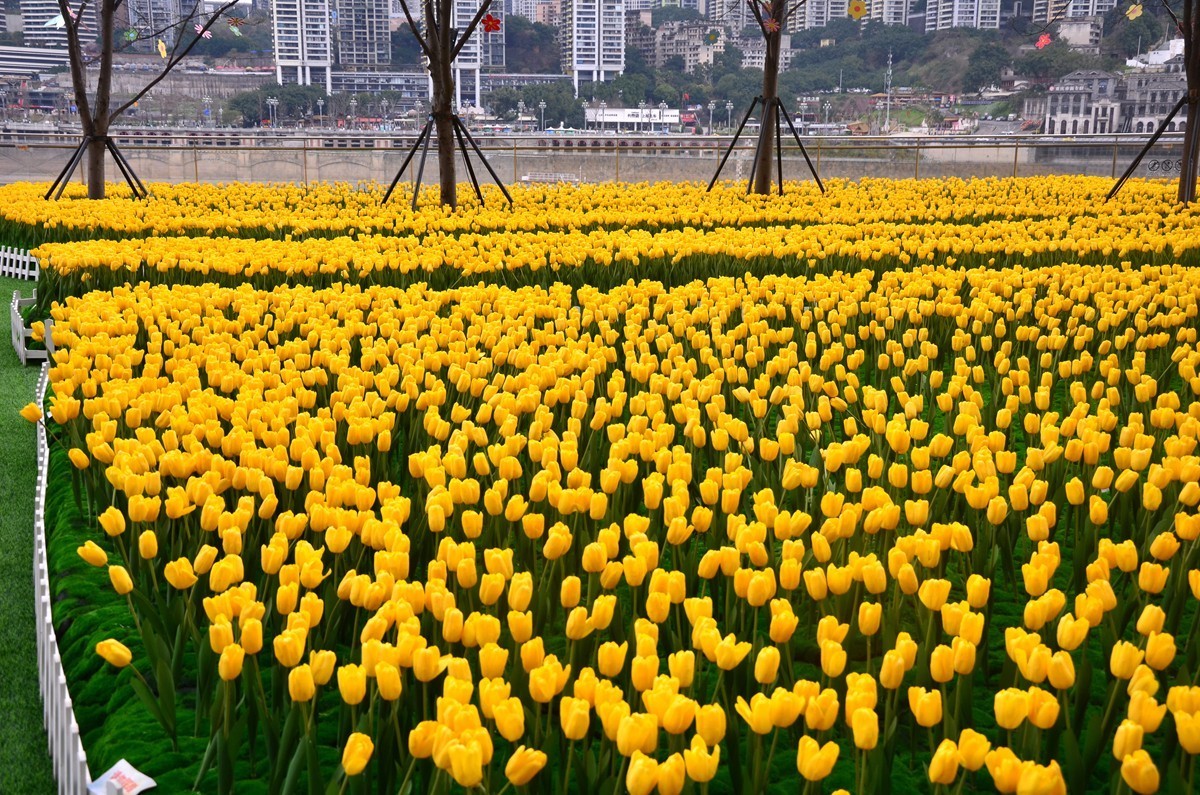 朝天门广场郁金香(一)