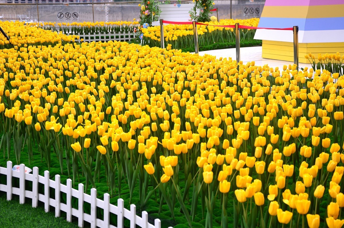 朝天门广场郁金香(一)