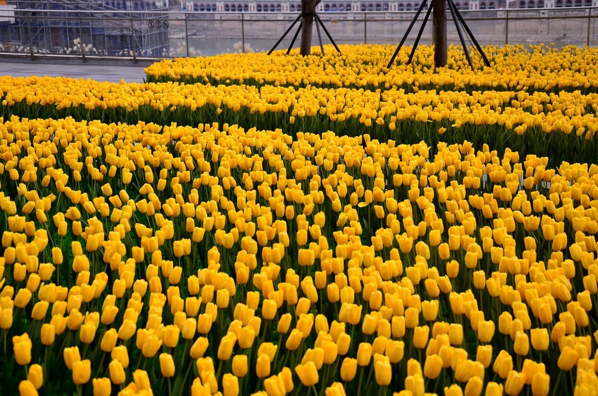 朝天门广场郁金香(一)