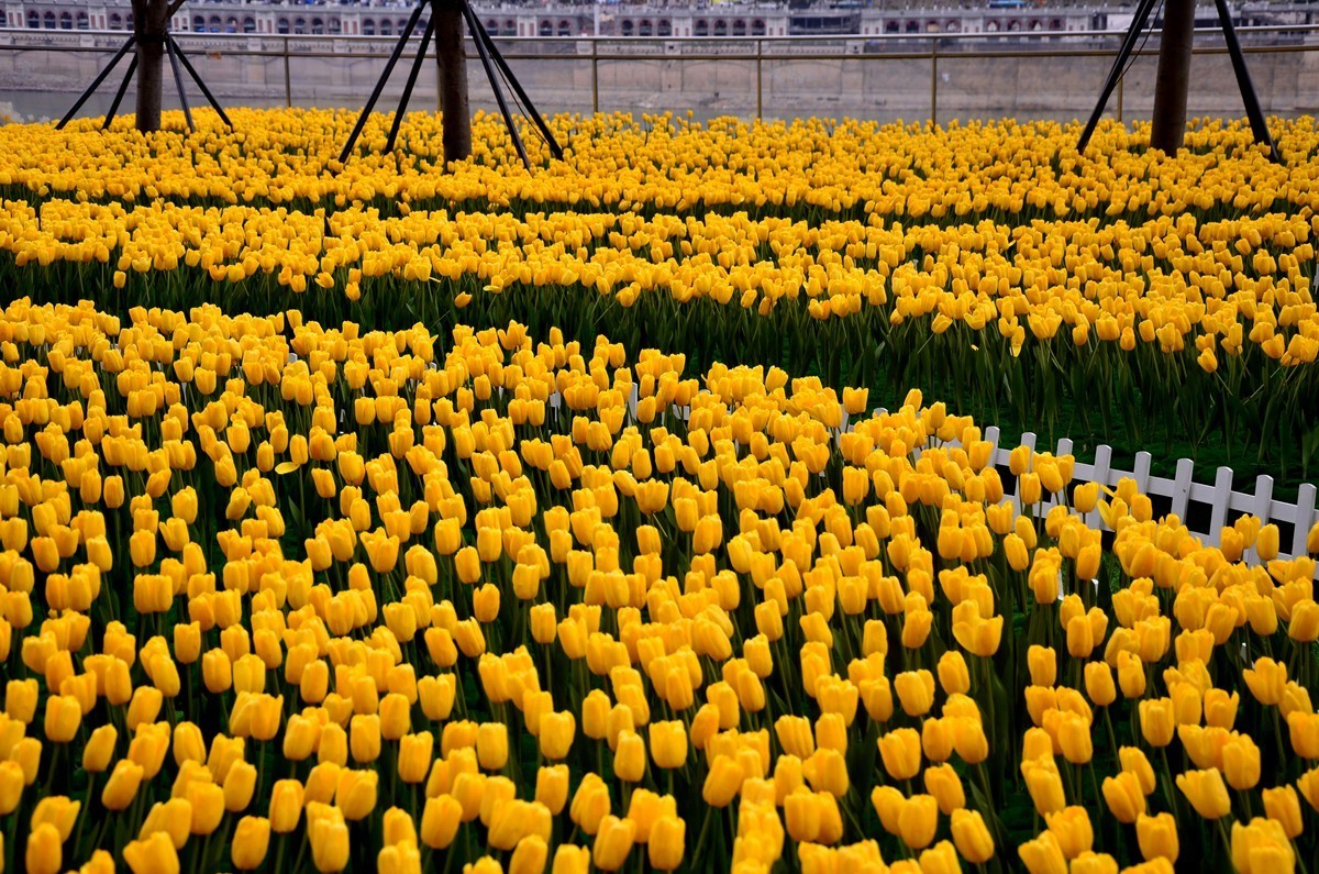 朝天门广场郁金香(一)