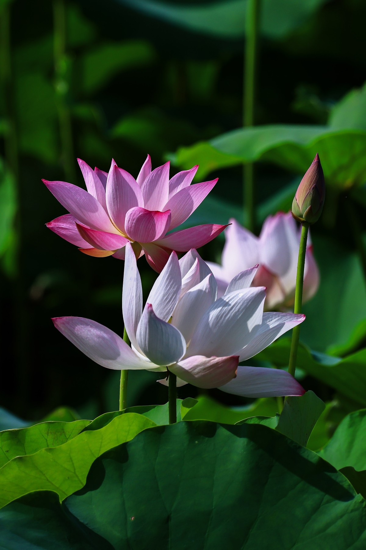 夏初晨韵，荷影初绽