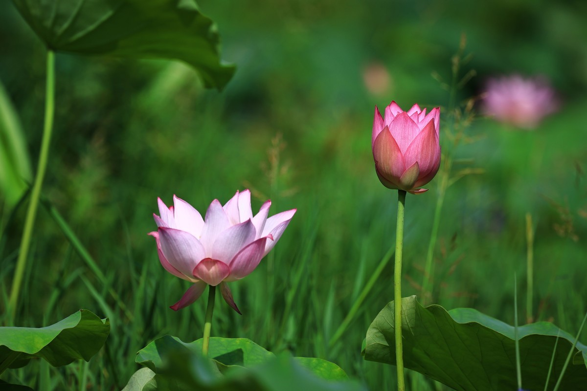 夏初晨韵，荷影初绽