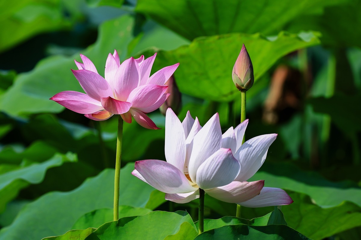 夏初晨韵，荷影初绽