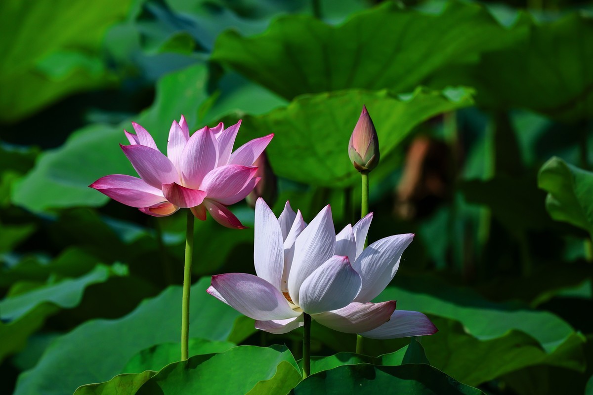 夏初晨韵，荷影初绽