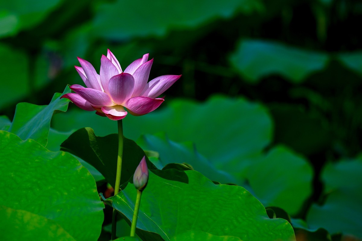 夏初晨韵，荷影初绽