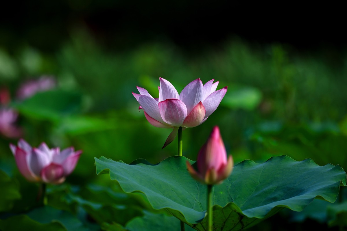 夏初晨韵，荷影初绽