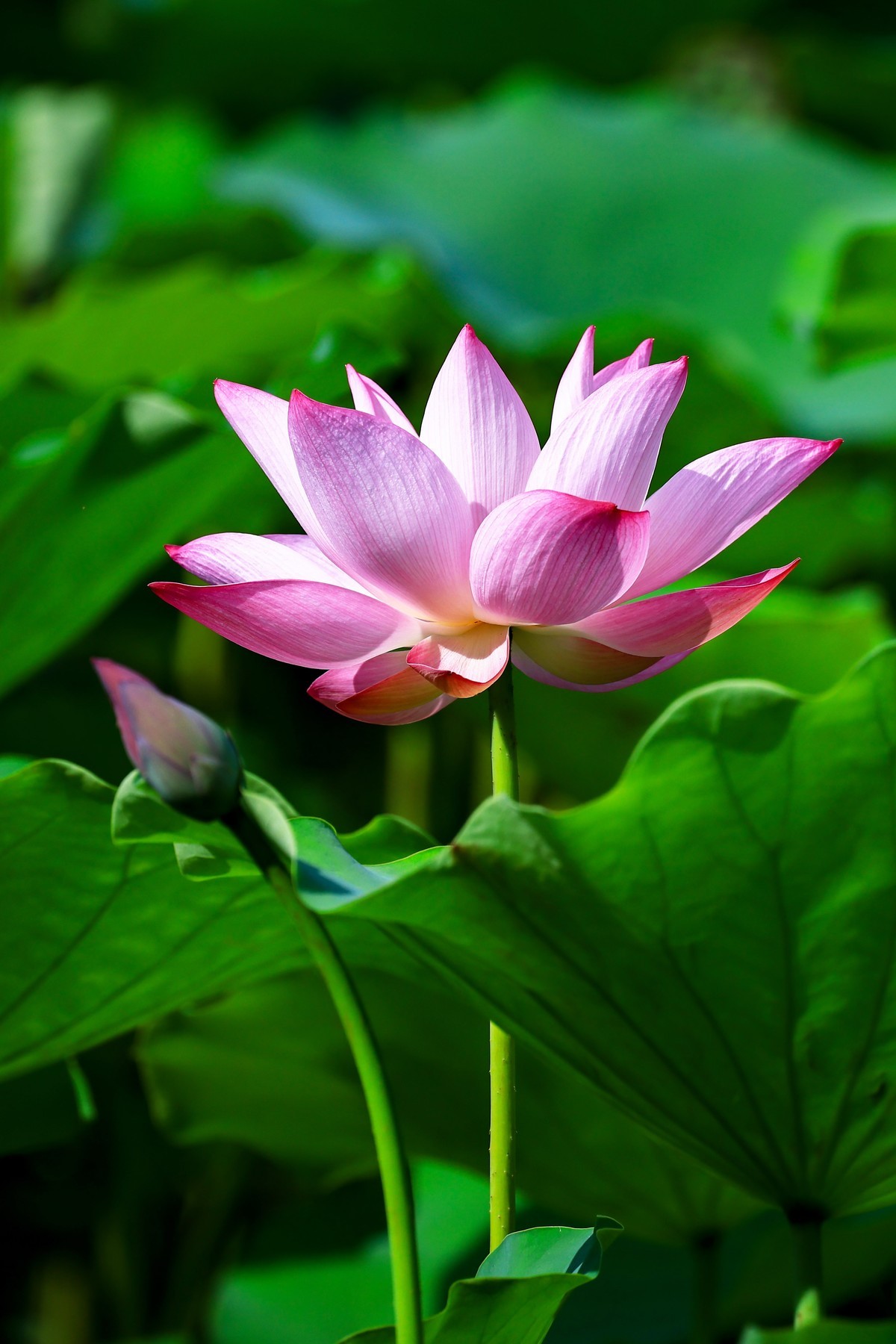 夏初晨韵，荷影初绽