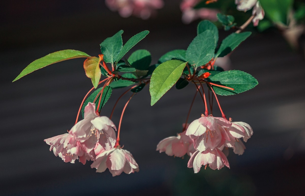 小区拍的花花