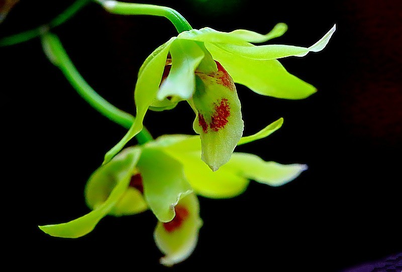 T-02【不老松：纪实摄影】铁皮石斛花！