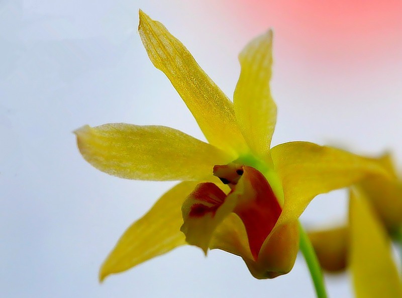 T-02【不老松：纪实摄影】铁皮石斛花！