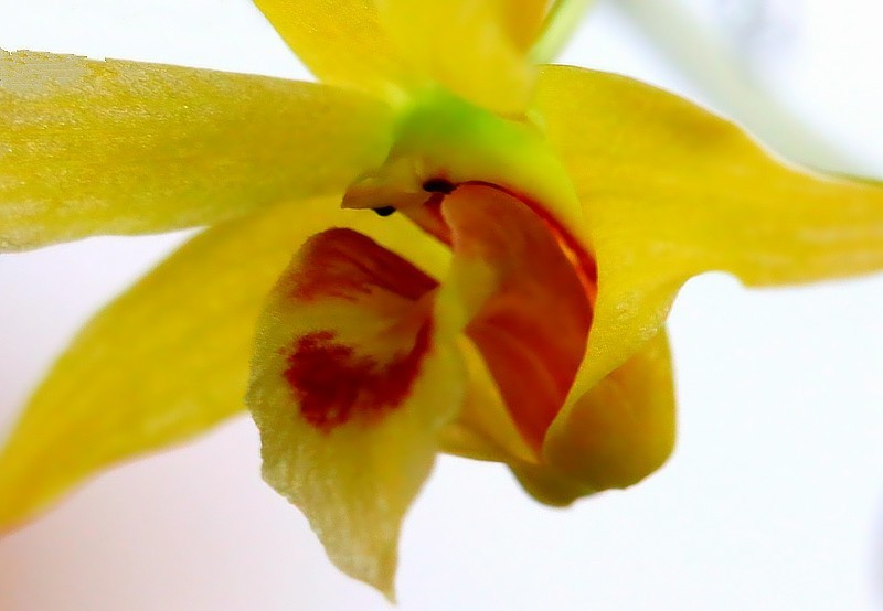 T-02【不老松：纪实摄影】铁皮石斛花！