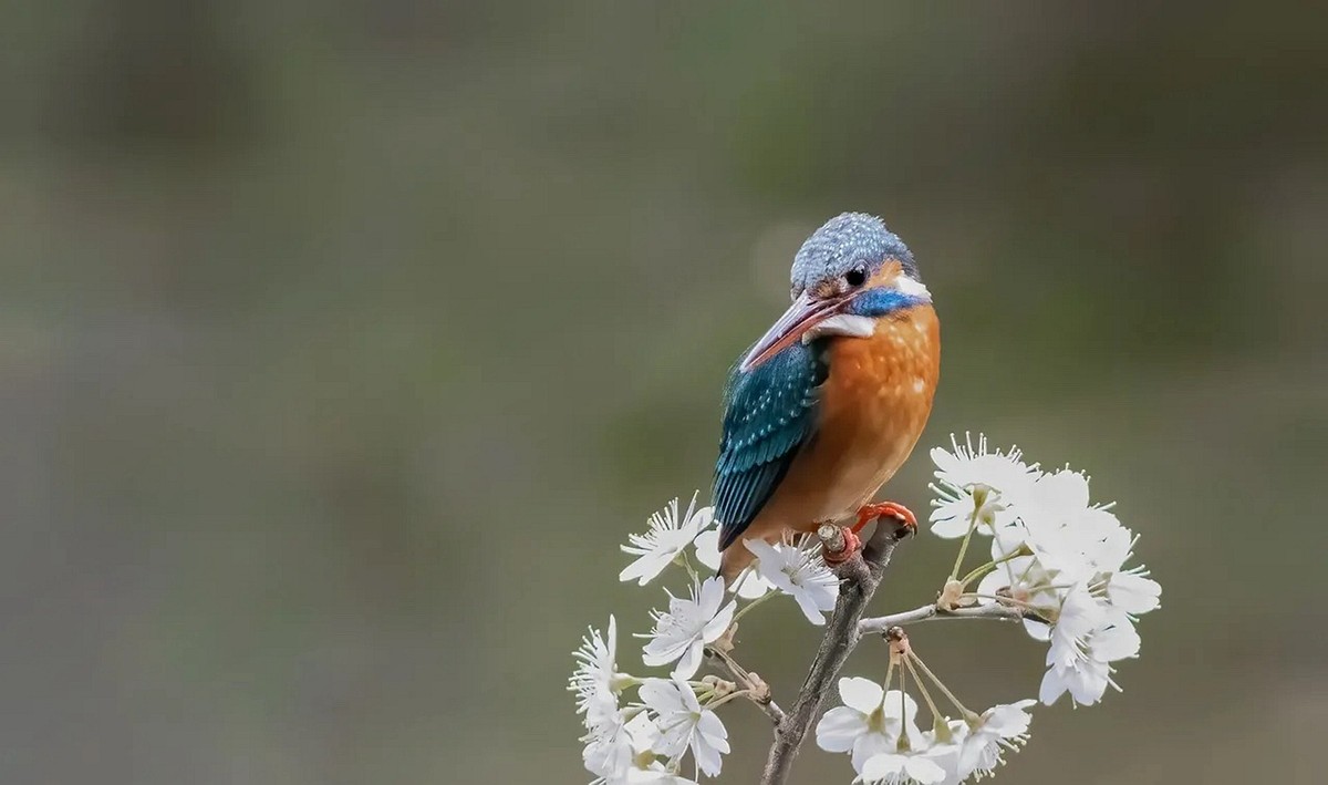 翠鸟也爱花--连拍