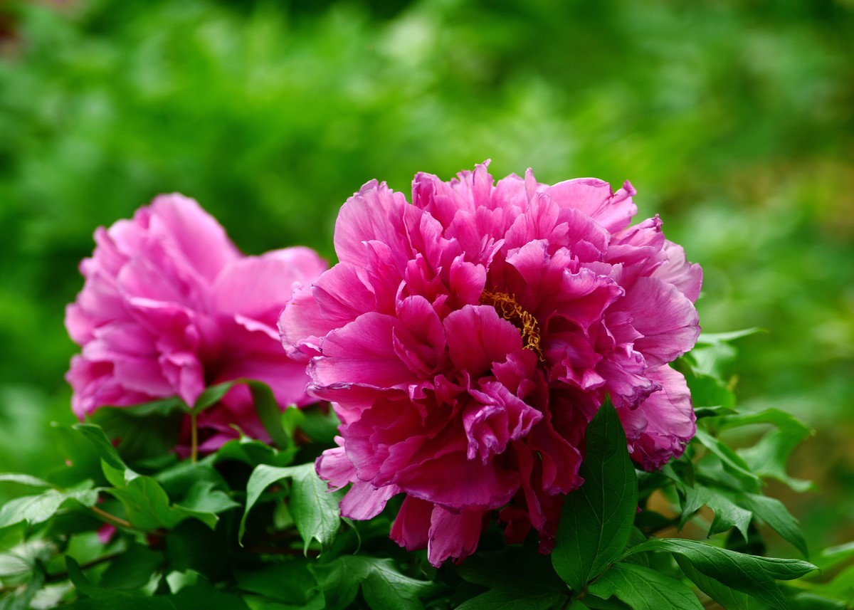 2023:牡丹结朿篇,来年春季再相会-中关村在线摄影论坛