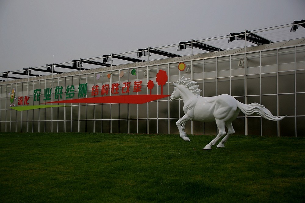 《不老松：纪实摄影》大运河农业生态文化产业示范区：骏马奔驰！！