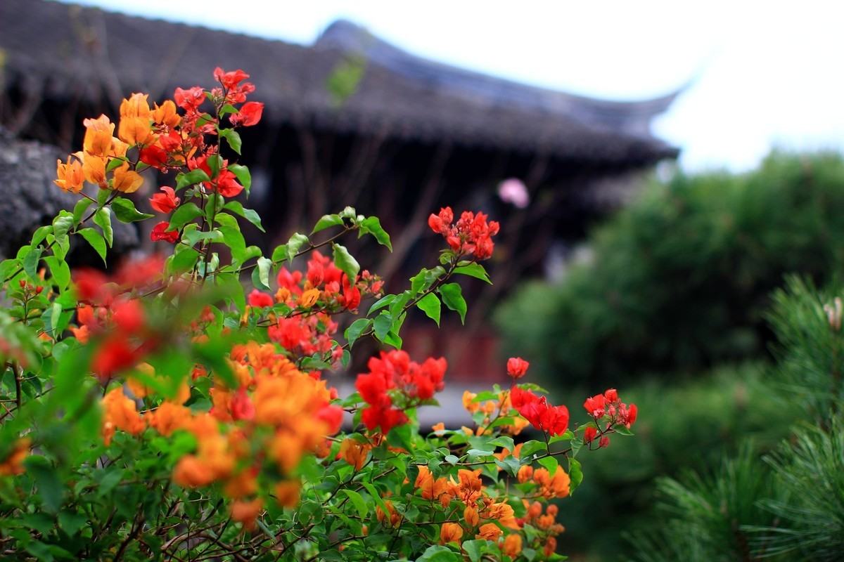 立冬时节园林景色！