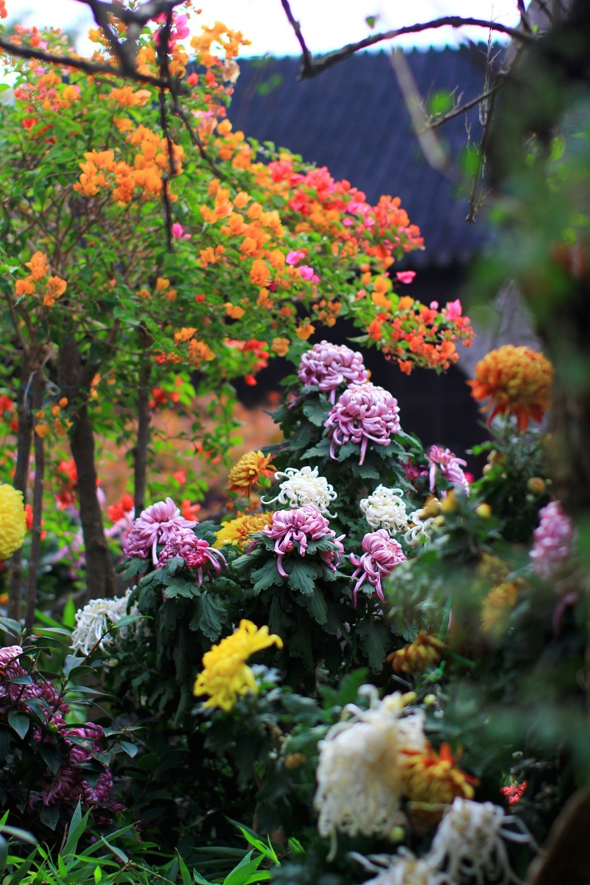 立冬时节园林景色！
