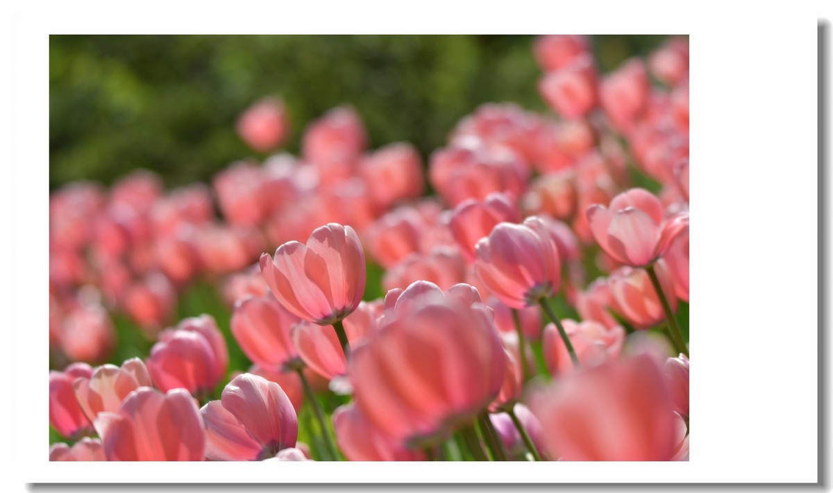 【 春天里，百花争艳 】