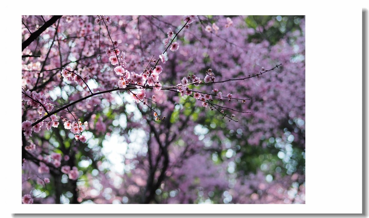 【 春天里，百花争艳 】
