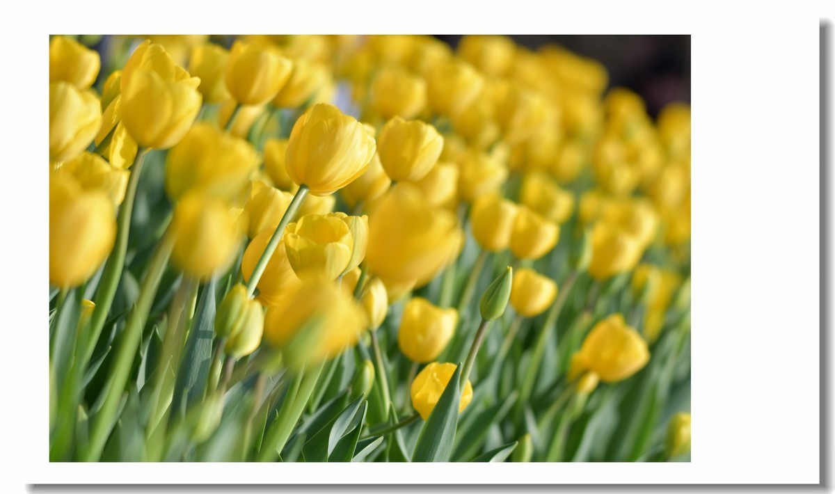 【 春天里，百花争艳 】