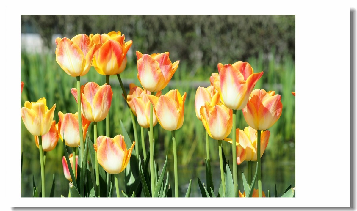 【 春天里，百花争艳 】