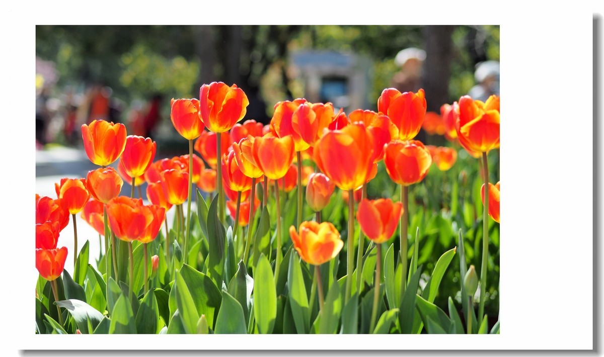 【 春天里，百花争艳 】