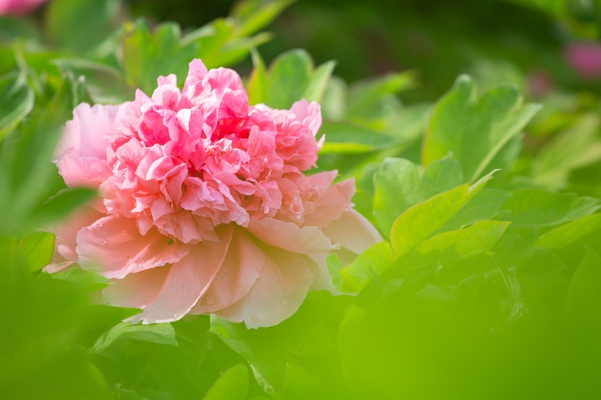 心旷神怡赏牡丹