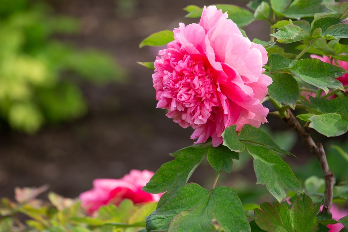 心旷神怡赏牡丹