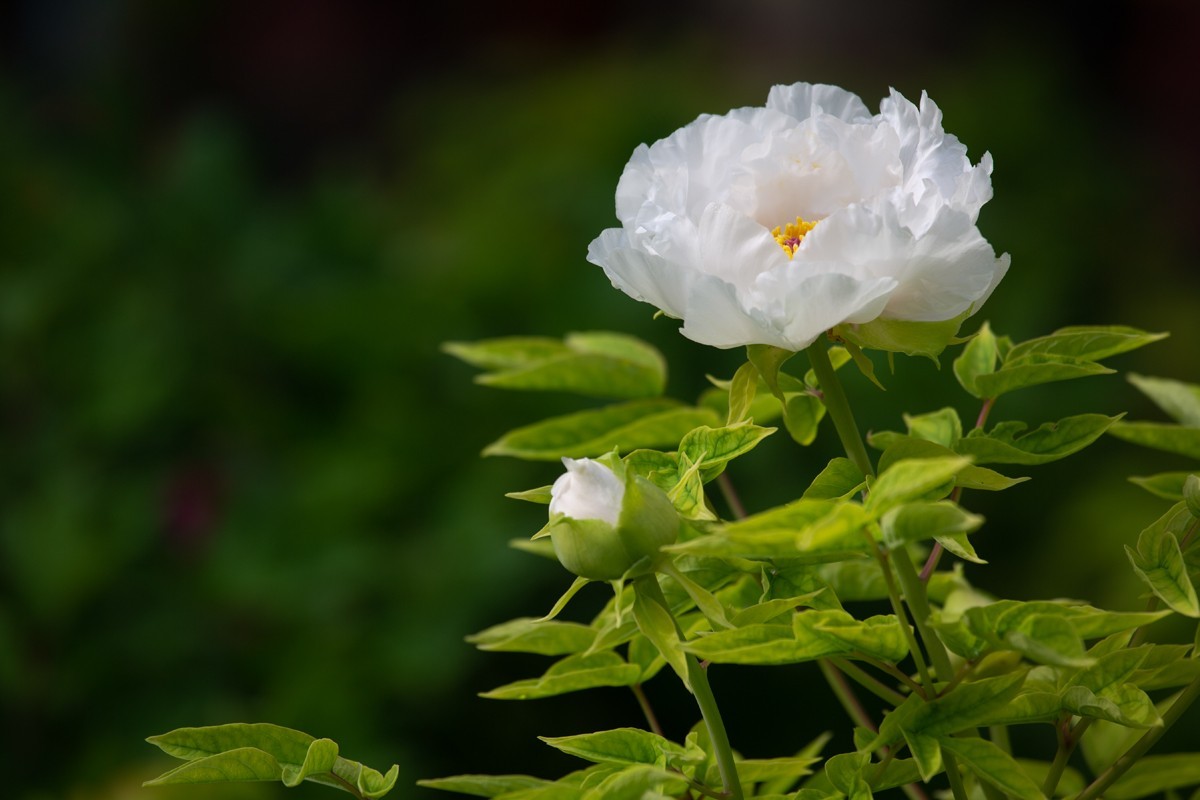 心旷神怡赏牡丹