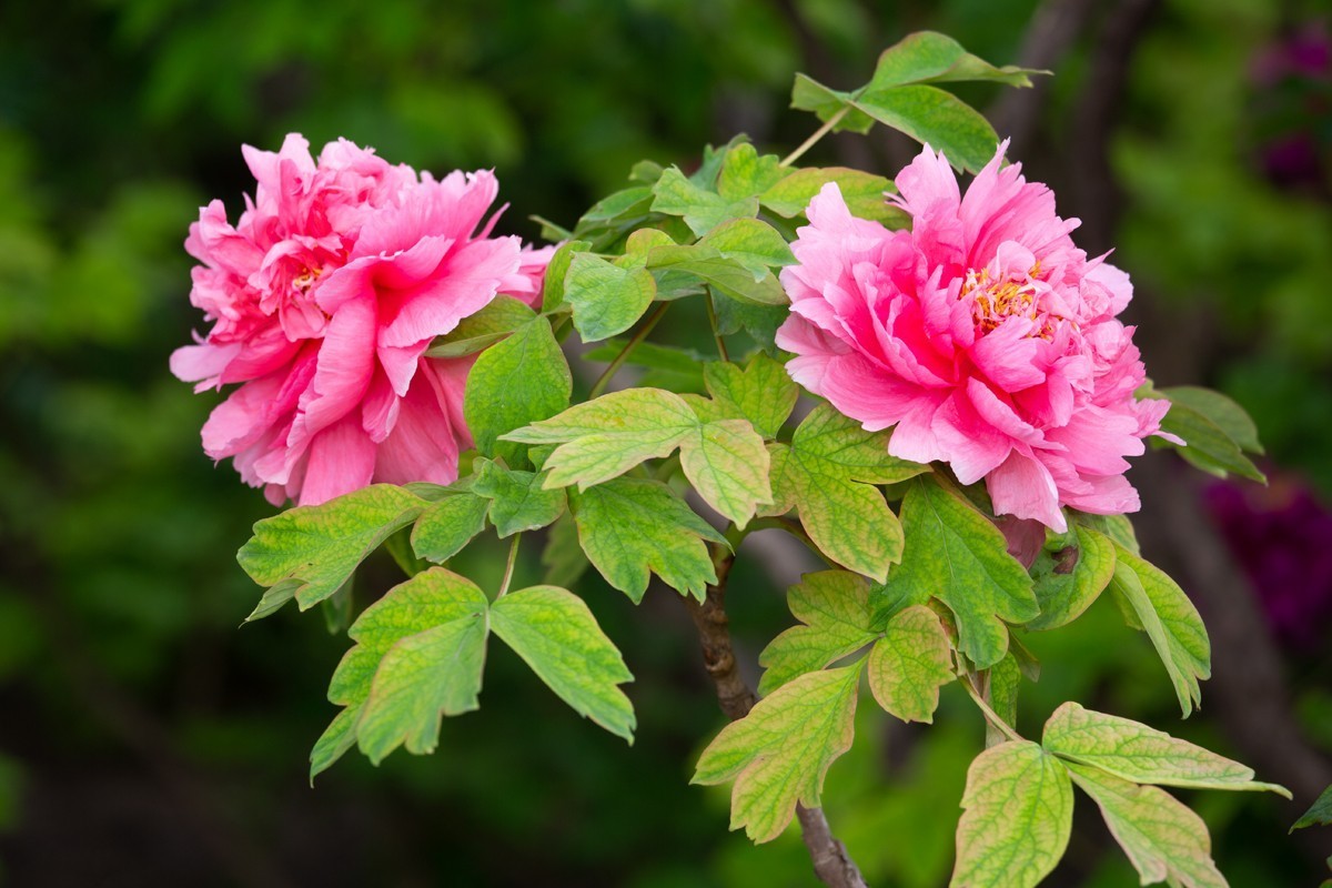 心旷神怡赏牡丹