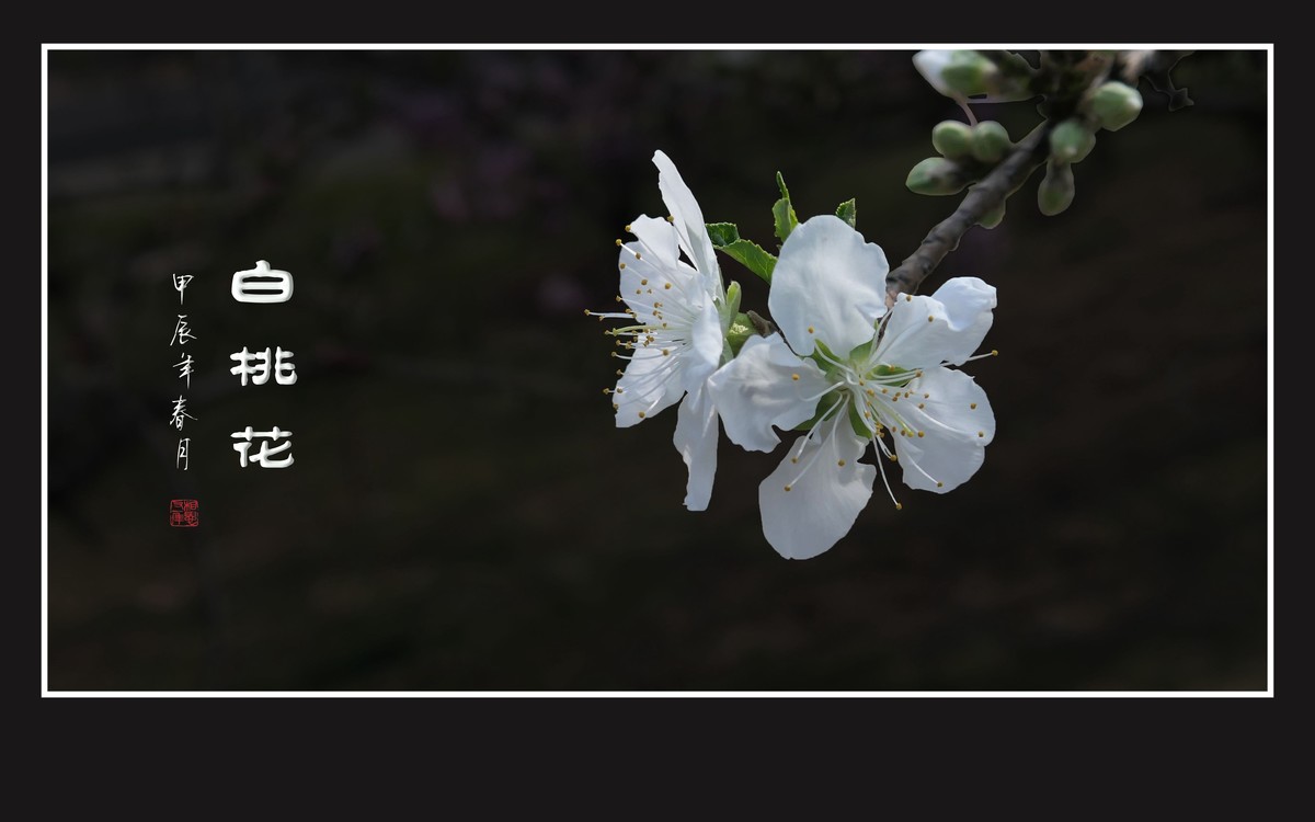 冰心玉面俏美白桃花