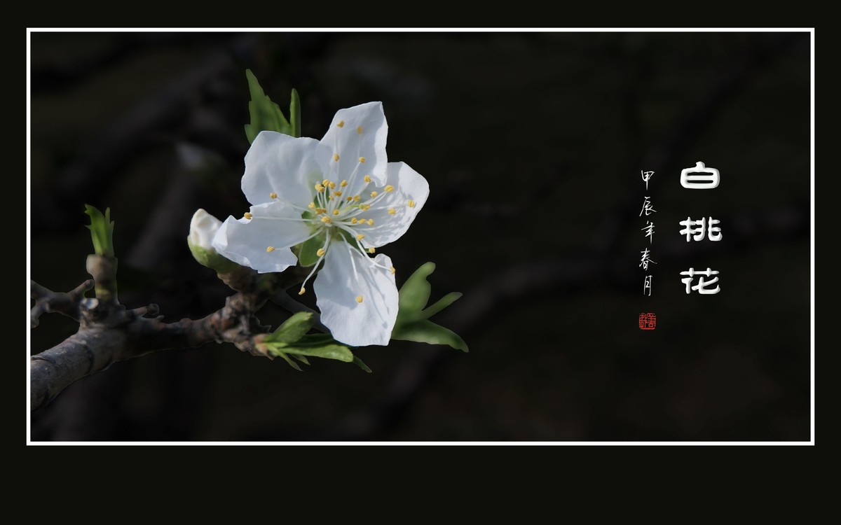 冰心玉面俏美白桃花