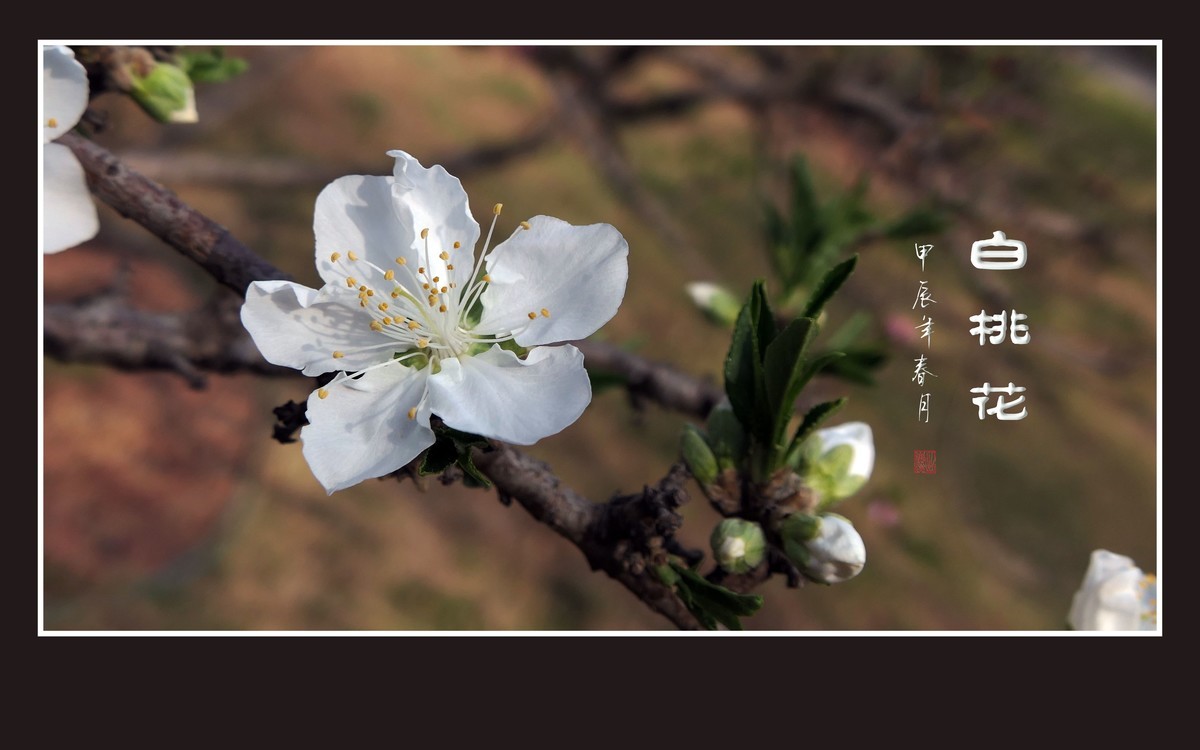 冰心玉面俏美白桃花