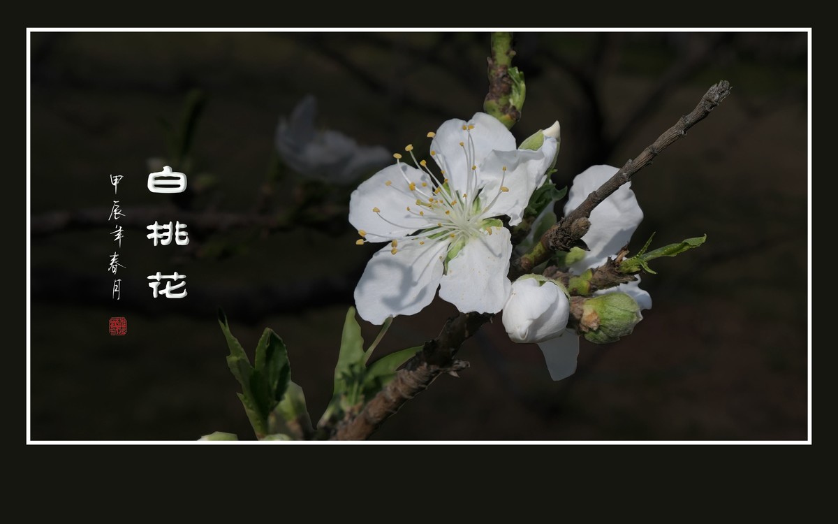 冰心玉面俏美白桃花