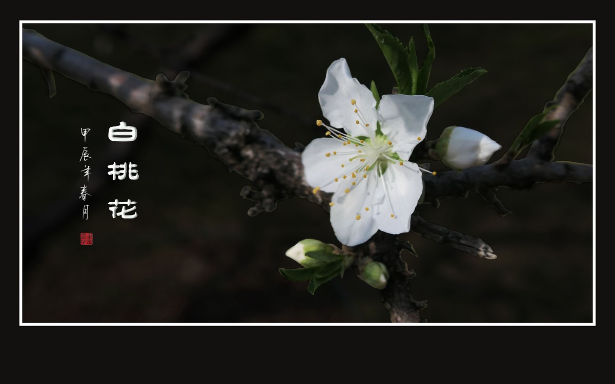 冰心玉面俏美白桃花