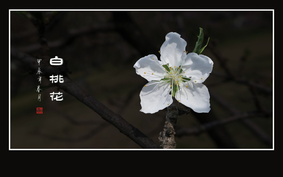 冰心玉面俏美白桃花