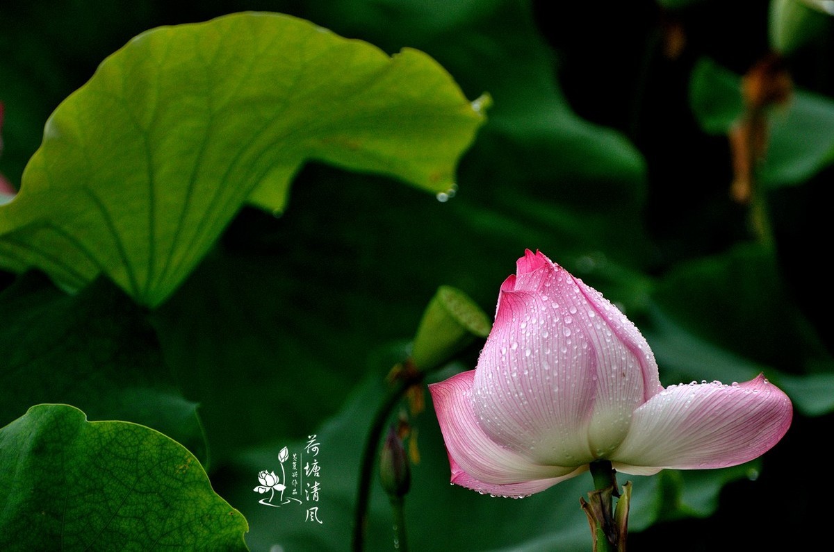 加油之城，美美安龙。十里荷塘“荷你有约”。