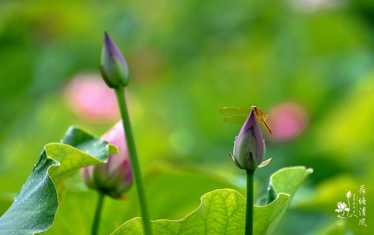 加油之城，美美安龙。十里荷塘“荷你有约”。