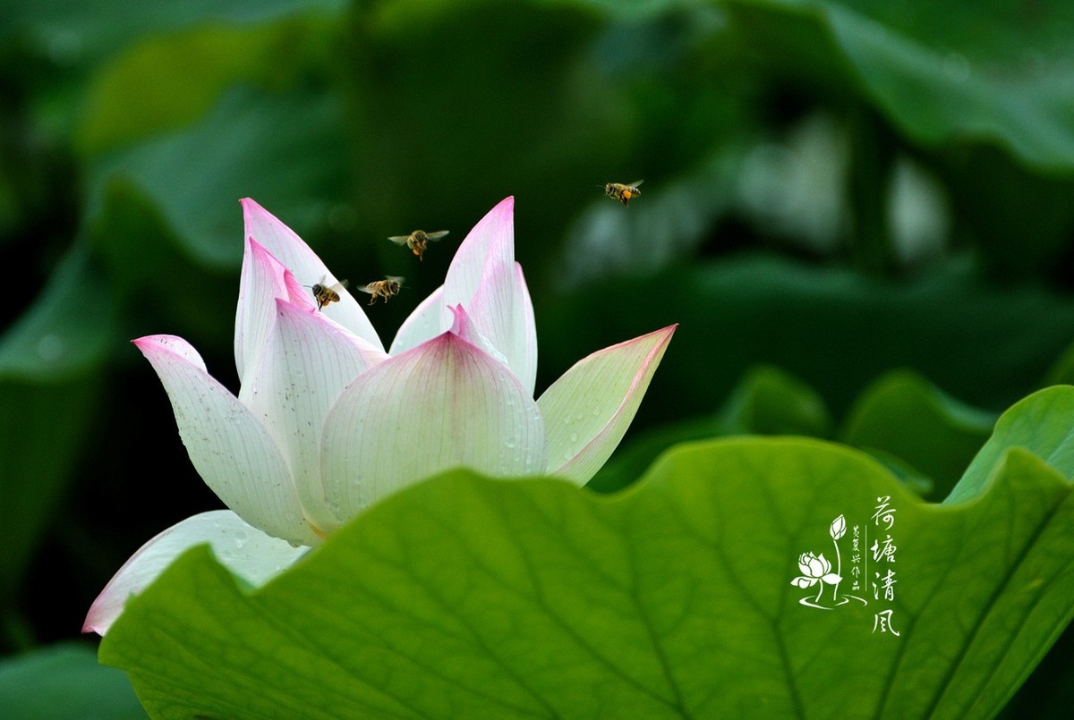 加油之城，美美安龙。十里荷塘“荷你有约”。