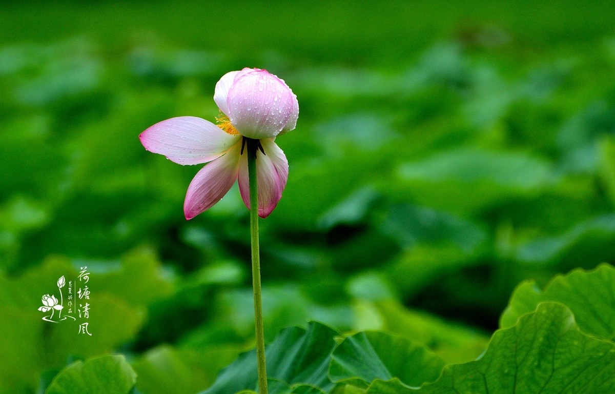 加油之城，美美安龙。十里荷塘“荷你有约”。