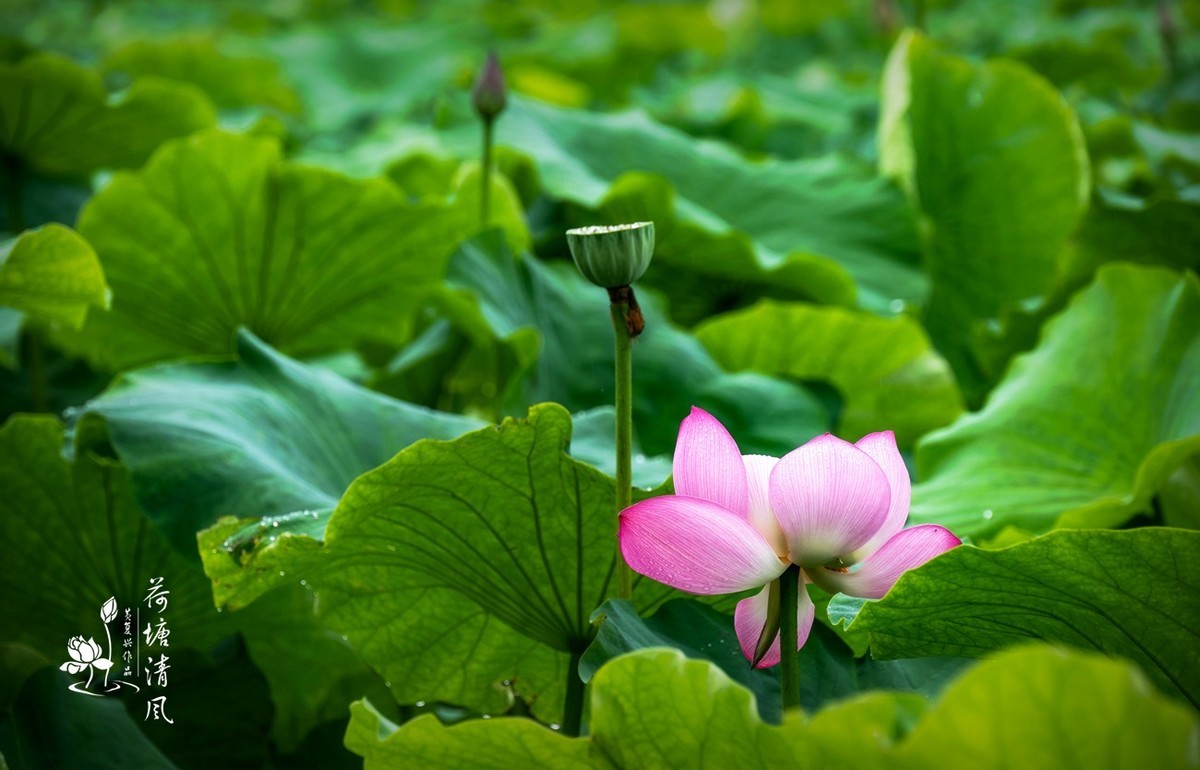 加油之城，美美安龙。十里荷塘“荷你有约”。