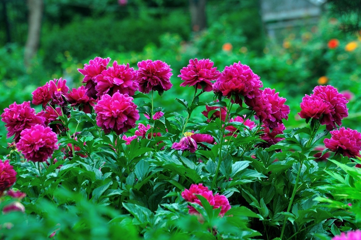 【视觉光影】 芍 药 （5）